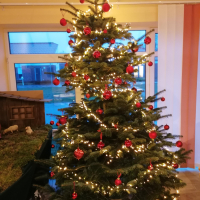 Bild Weihnachtsfeier und Baumschmücken 2023 Bild Weihnachtsfeier und Baumschmücken 2023